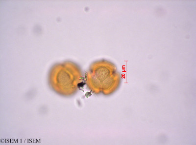 ISEM 1/Perezia_multiflora_29062/Perezia_multiflora_29062_0001(copy)_thumb.jpg